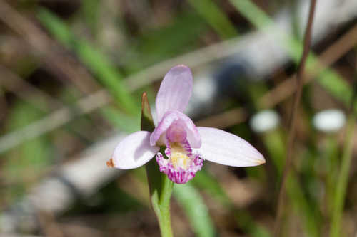 Pogonia ophioglossoides #7